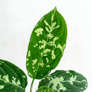 aglaonema bicolor Aglaonema Pictum Bicolor — Aroidasia