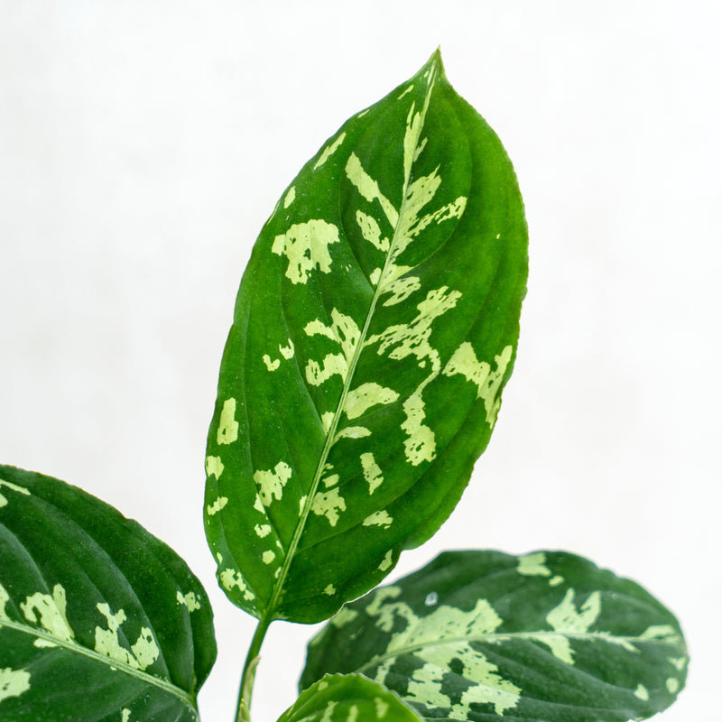 aglaonema pictum bicolor for sale Aglaonema Pictum Bicolor — Aroidasia