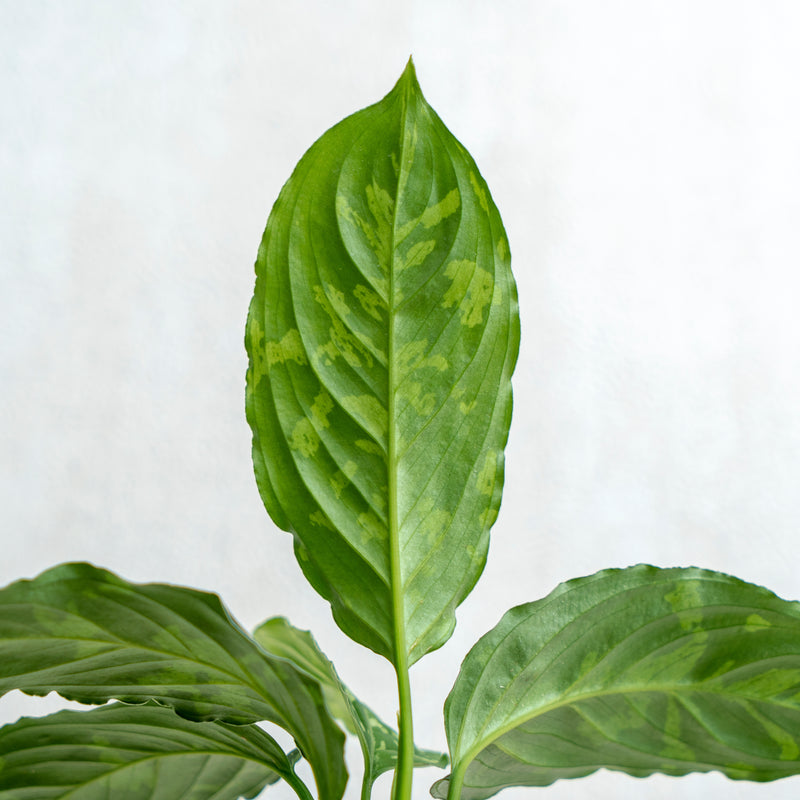 aglaonema bicolor Aglaonema Pictum Bicolor — Aroidasia
