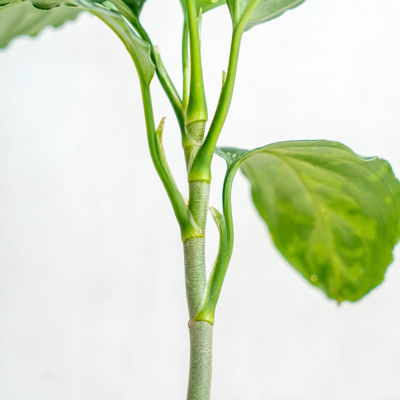 Aglaonema Pictum Bicolor