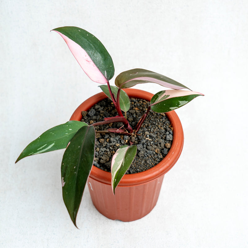 Philodendron Pink Princess