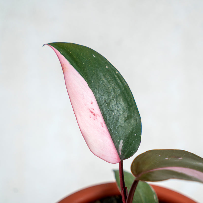 Philodendron Pink Princess