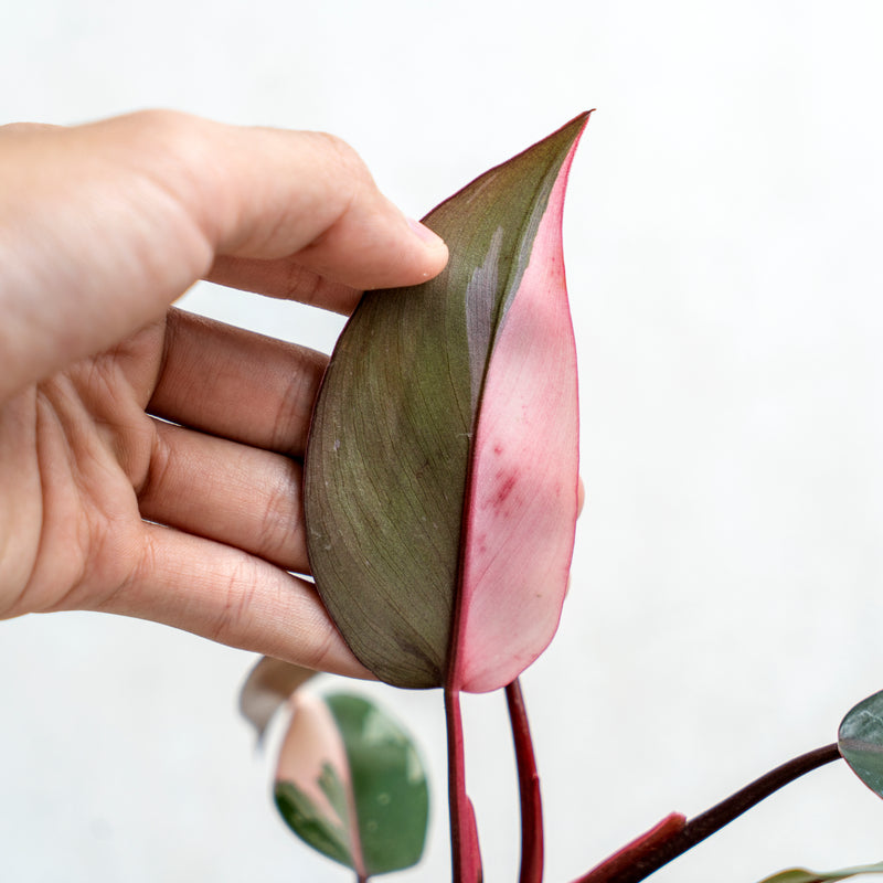 Philodendron Pink Princess