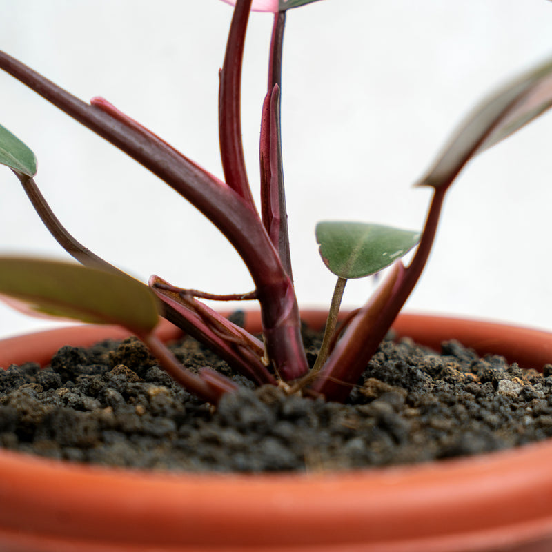 Philodendron Pink Princess