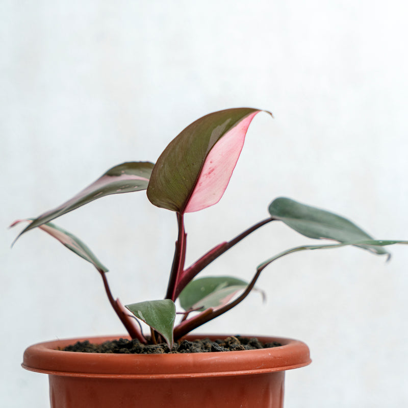 Philodendron Pink Princess