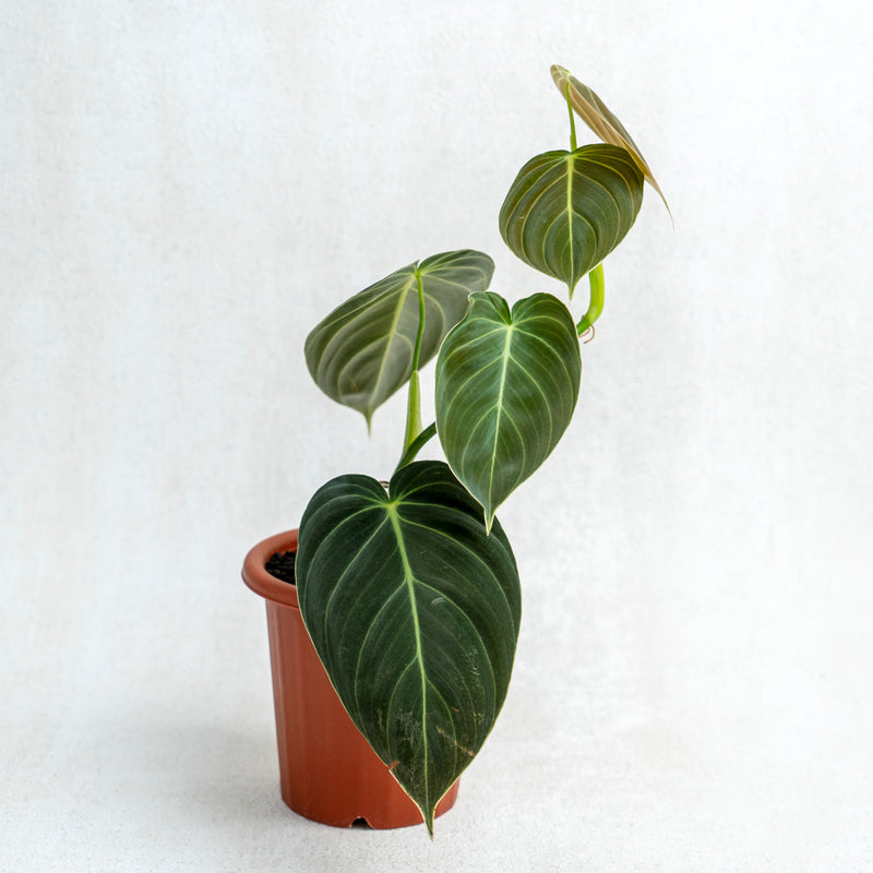 Philodendron Melanochrysum