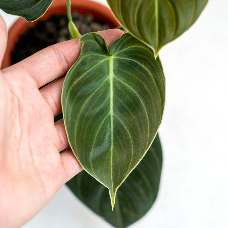 Philodendron Melanochrysum