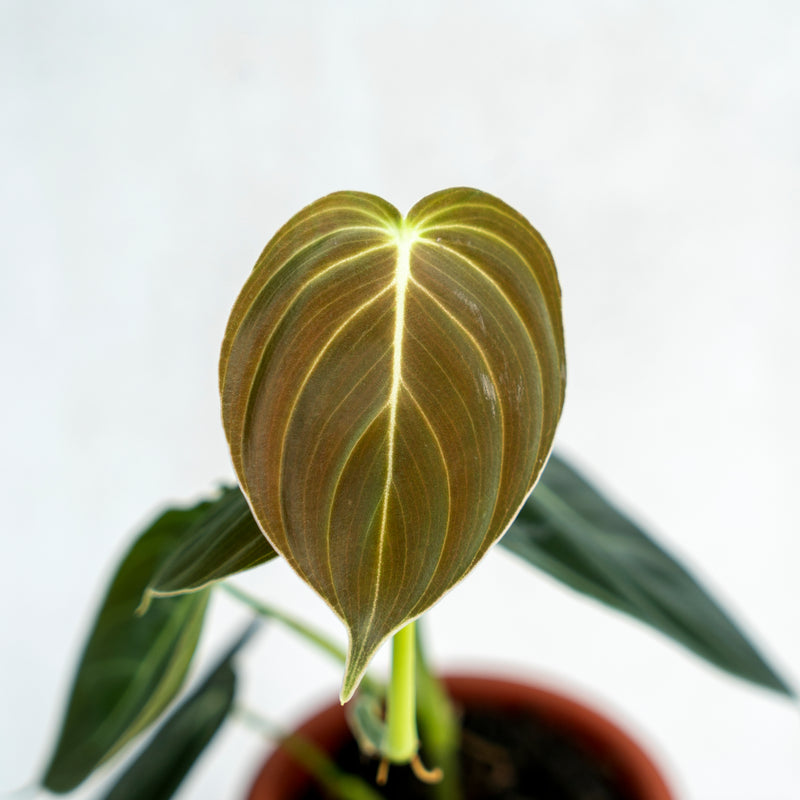 Philodendron Melanochrysum