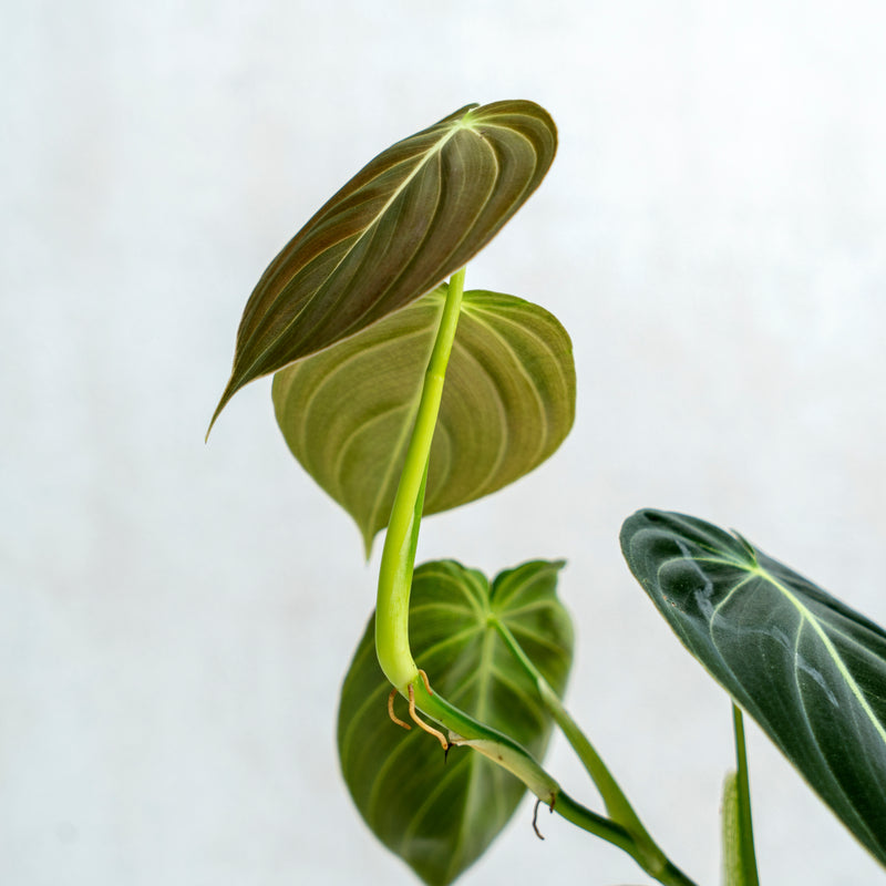 Philodendron Melanochrysum