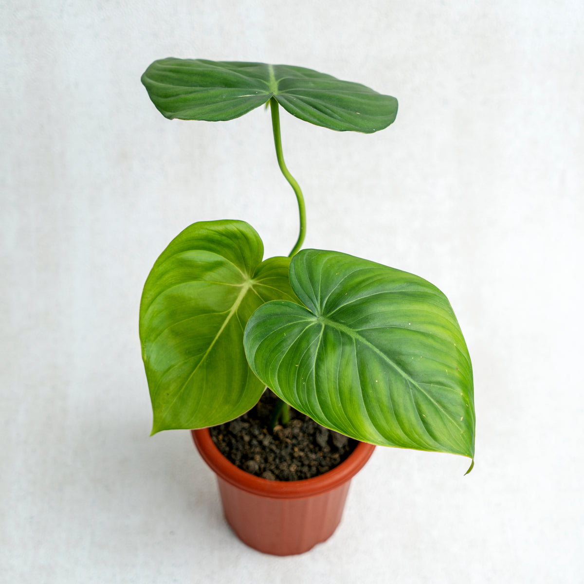 Philodendron McDowell — Aroidasia