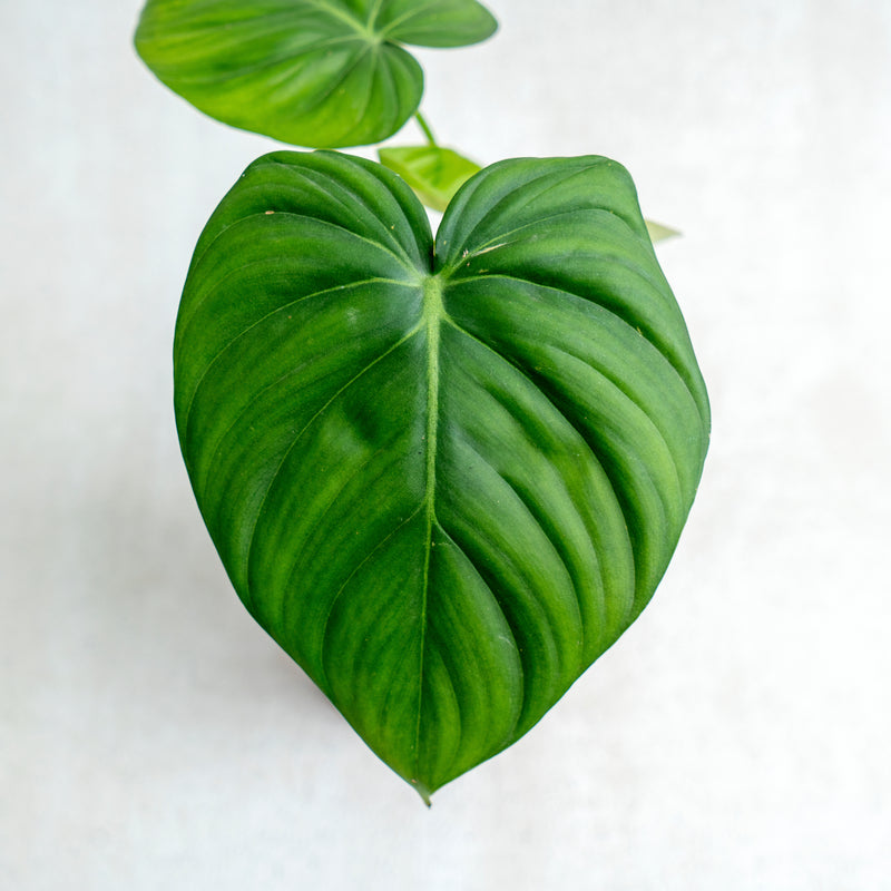 Philodendron McDowell