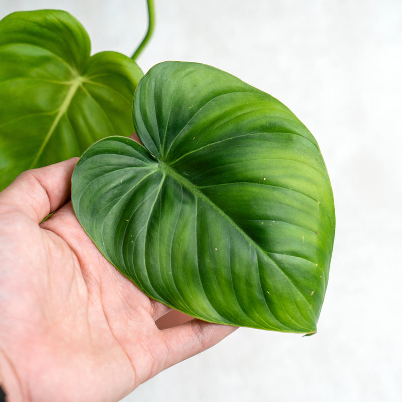 Philodendron McDowell
