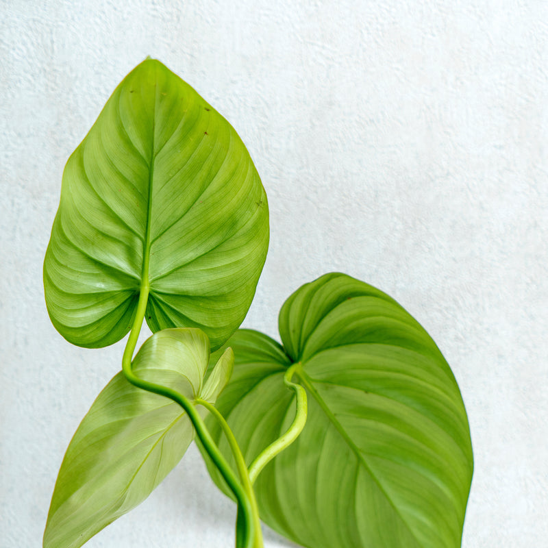Philodendron McDowell