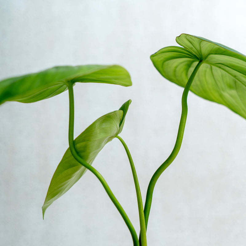 Philodendron McDowell