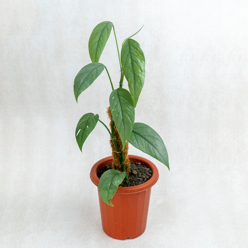 Epipremnum Cebu Blue