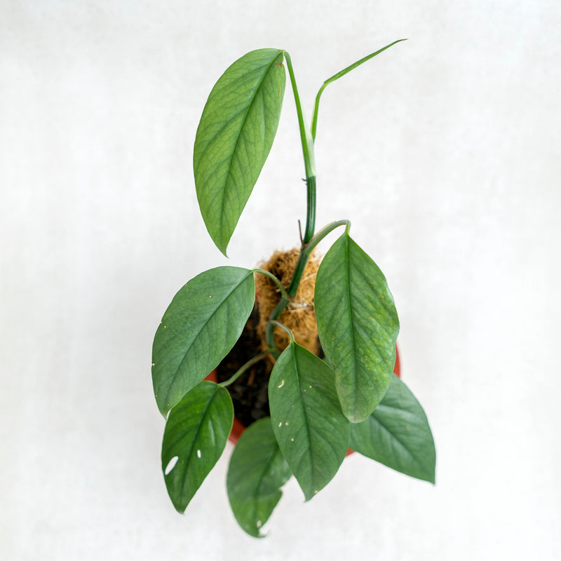 Epipremnum Cebu Blue