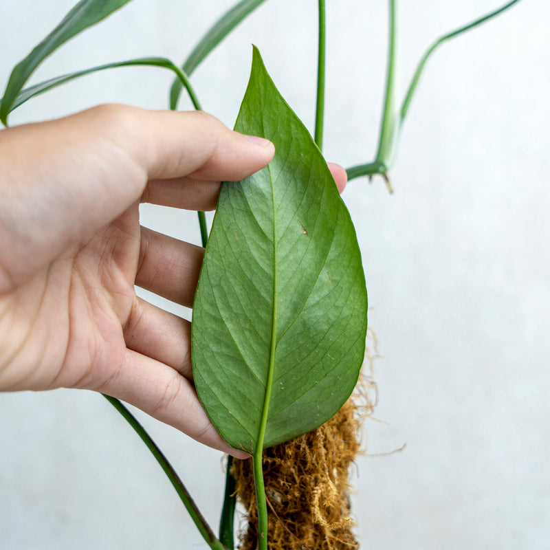 Epipremnum Cebu Blue