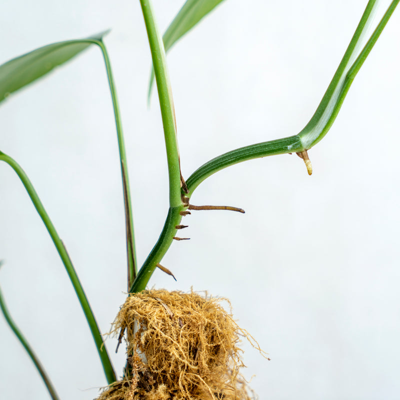 Epipremnum Cebu Blue