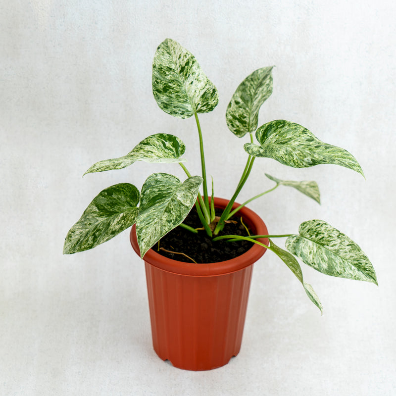 Philodendron Giganteum Marble Variegated