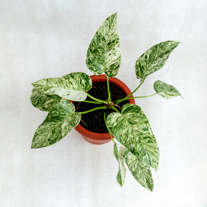 Philodendron Giganteum Marble Variegated