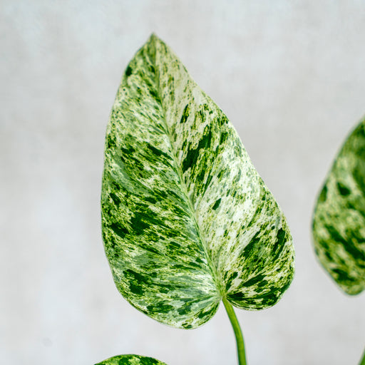 monstera philodendron giganteum Philodendron Giganteum Variegated