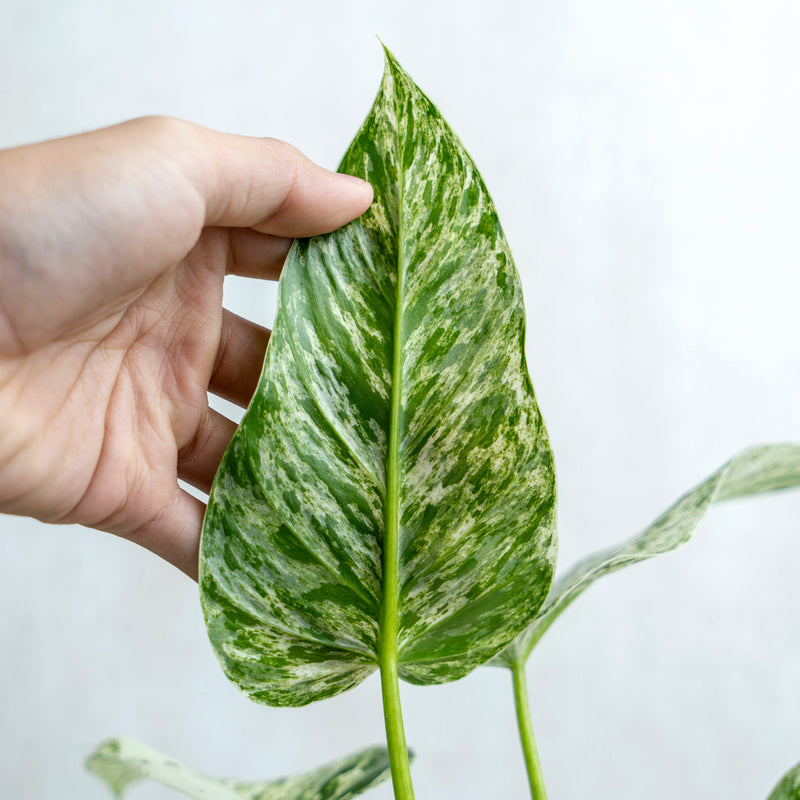 Philodendron Giganteum Marble Variegated