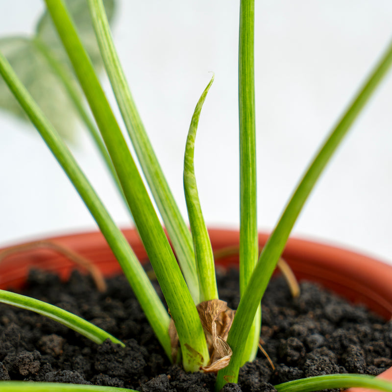 Philodendron Giganteum Marble Variegated