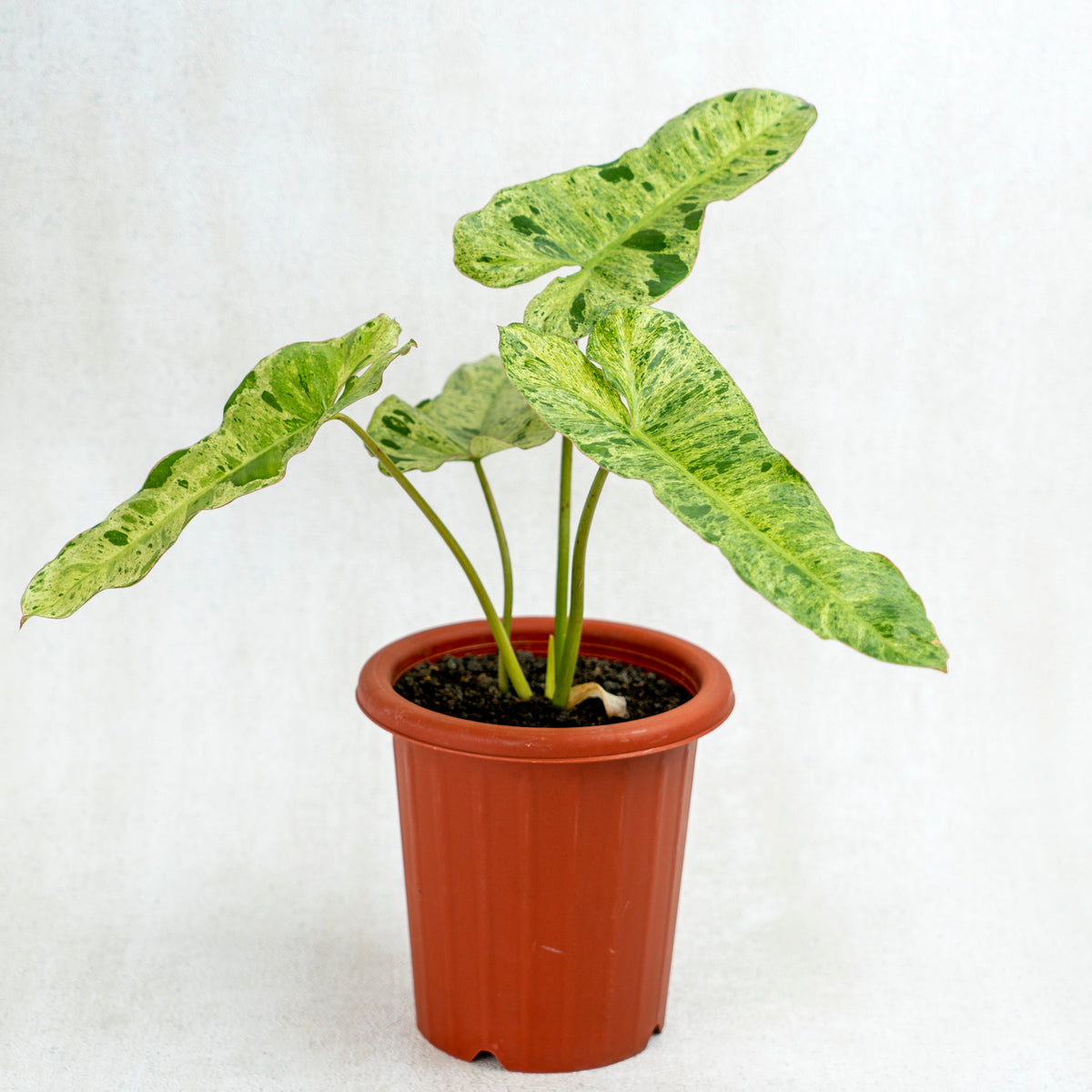 philodendron paraiso verde Philodendron Paraiso Verde — Aroidasia