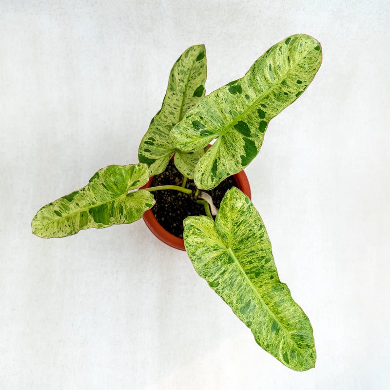 Philodendron Paraiso Verde