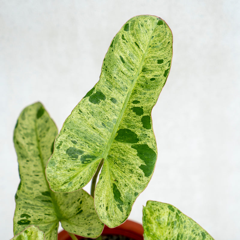 Philodendron Paraiso Verde