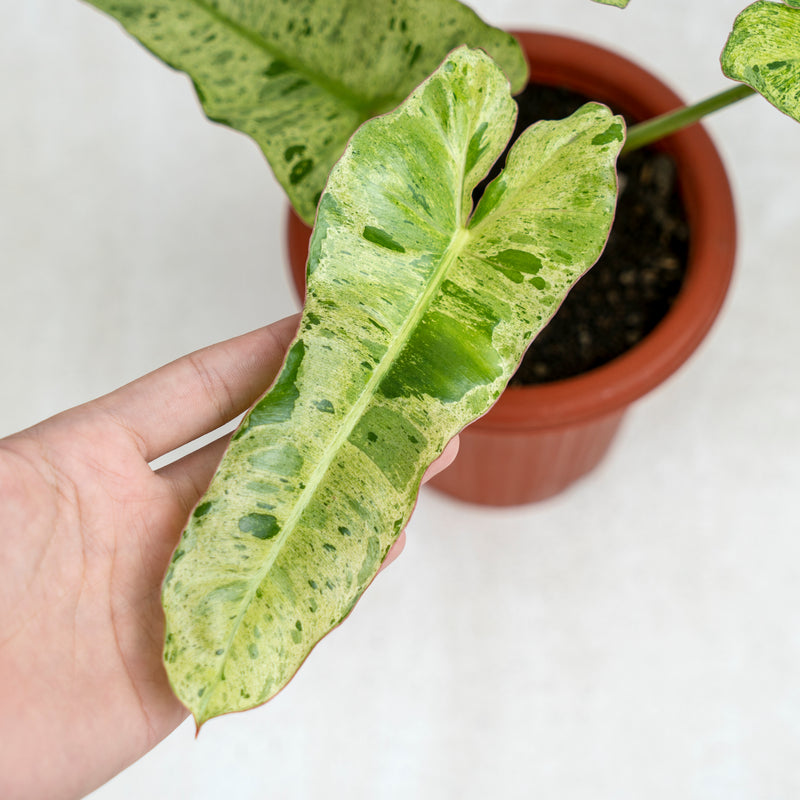 Philodendron Paraiso Verde