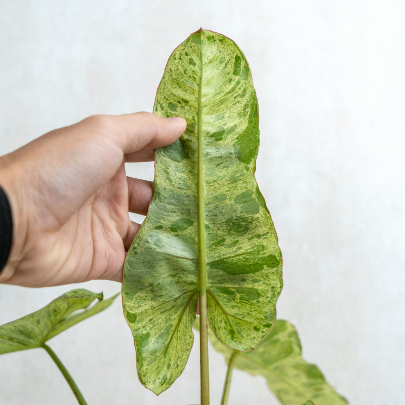 Philodendron Paraiso Verde