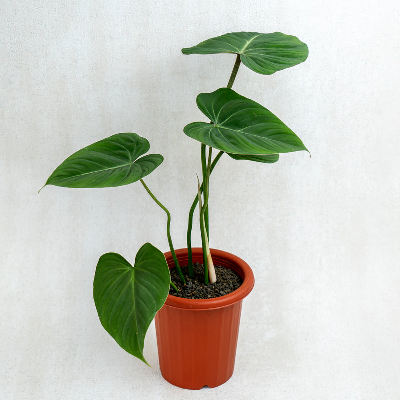 Philodendron Gloriosum