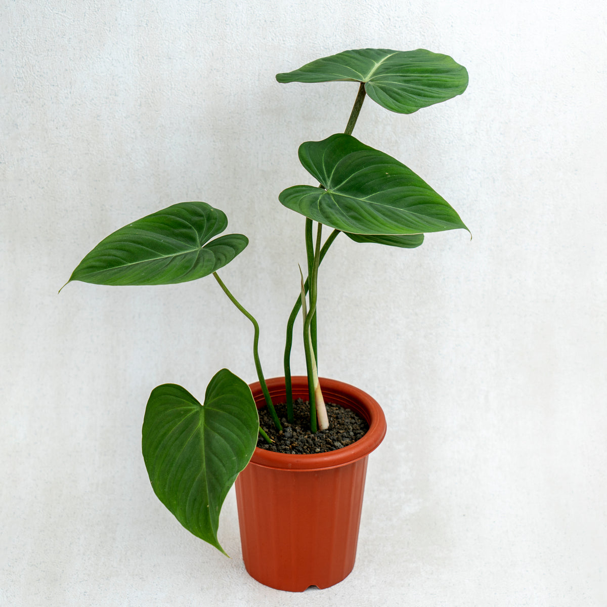 philodendron gloriosum pot Philodendron Gloriosum — Aroidasia