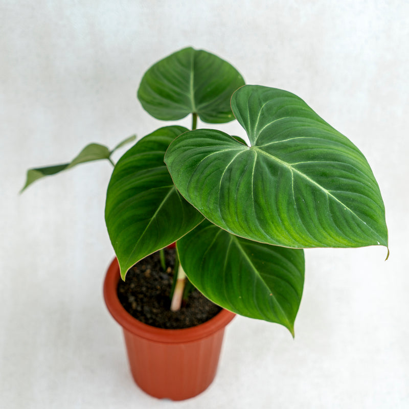 Philodendron Gloriosum