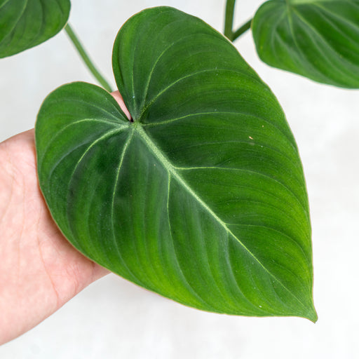 juvenile philodendron gloriosum Philodendron Gloriosum — Aroidasia