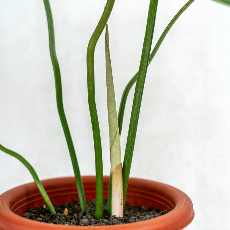Philodendron Gloriosum
