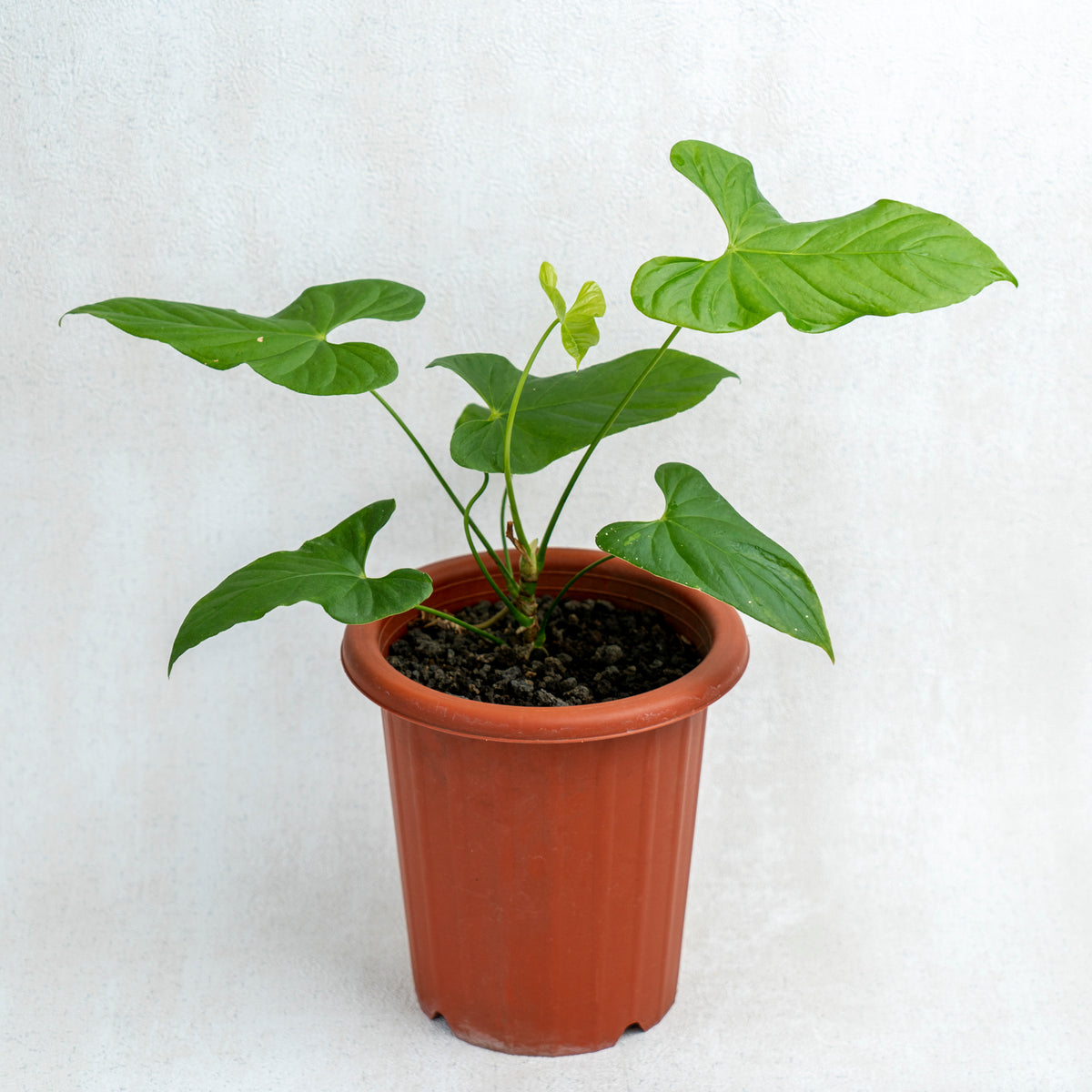 anthurium arrowhead Anthurium Balaoeanum — Aroidasia