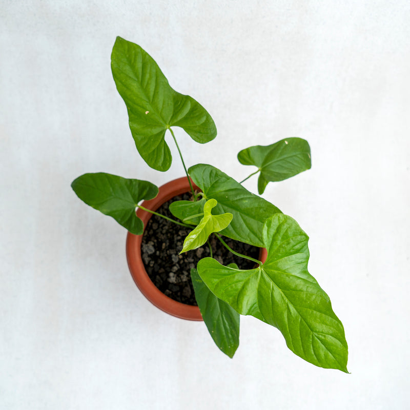 Anthurium Balaoeanum