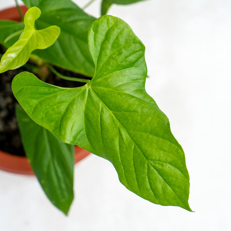 Anthurium Balaoeanum