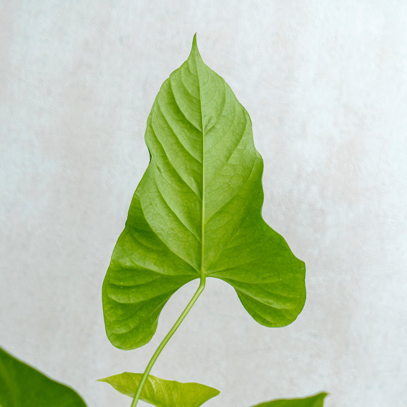 Anthurium Balaoeanum