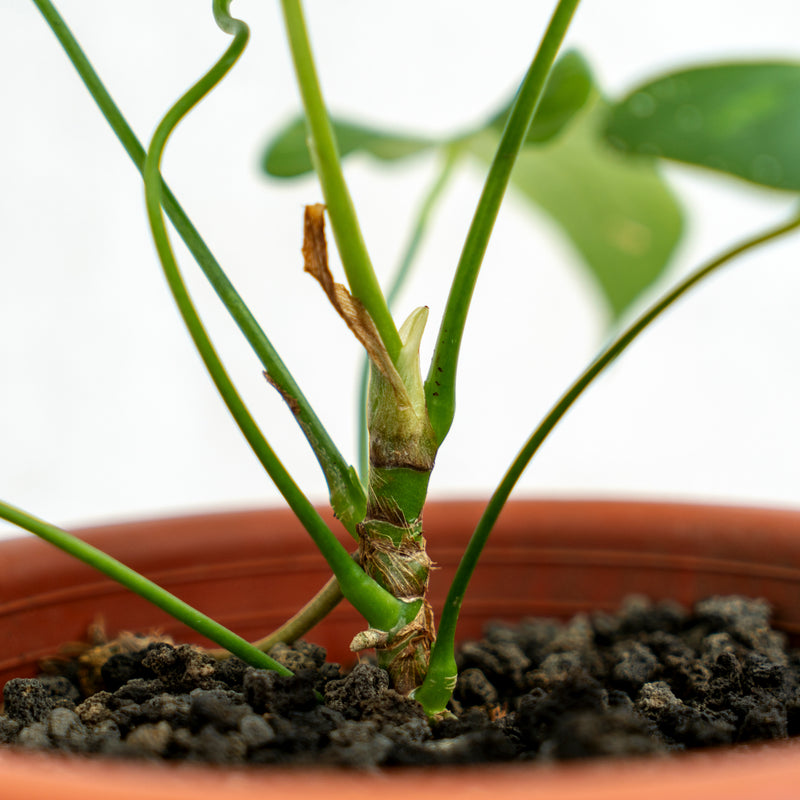 Anthurium Balaoeanum