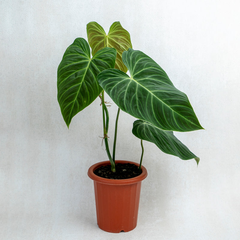 Philodendron Splendid (Melanochrysum X Verrucosum)