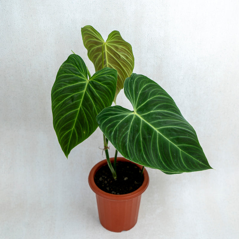 Philodendron Splendid (Melanochrysum X Verrucosum)