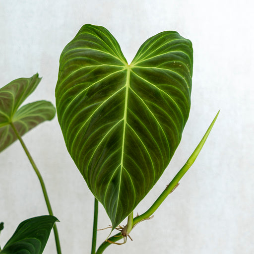 philodendron verrucosum melanochrysum hybrid Philodendron Splendid (Melanochrysum X Verrucosum) — Aroidasia