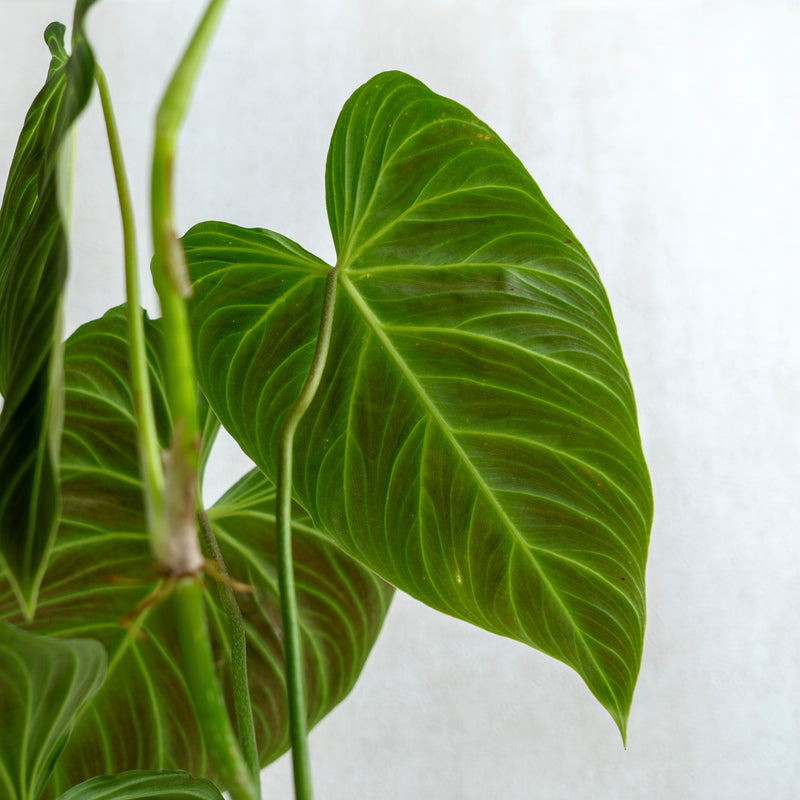 philodendron melanochrysum x verrucosum Philodendron Splendid (Melanochrysum X Verrucosum) — Aroidasia
