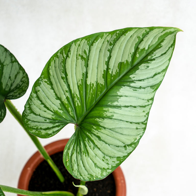 Philodendron Mameii Silver Cloud