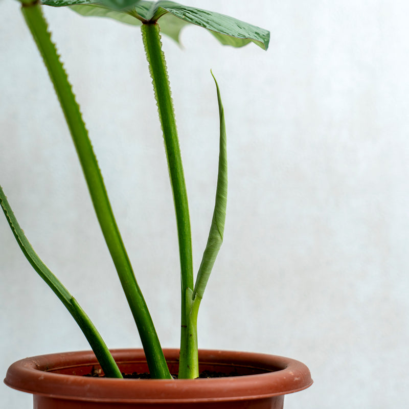 Philodendron Mameii Silver Cloud