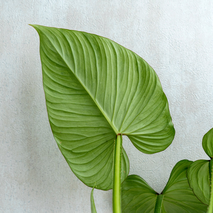 Philodendron Mameii Silver Cloud
