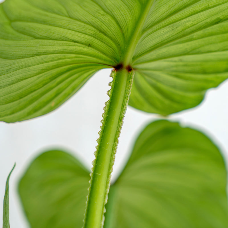 Philodendron Mameii Silver Cloud